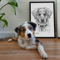 PetsPortrait Scribble Pet Portrait