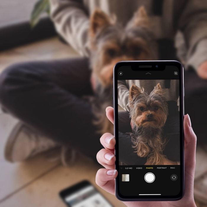 Iemand maakt met een telefoon een foto van een yorkshireterriër